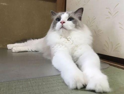 娱乐吃瓜酱旅馆猫咪,揭秘娱乐吃瓜酱旅馆的喵星人生活 第2张 娱乐吃瓜酱旅馆猫咪,揭秘娱乐吃瓜酱旅馆的喵星人生活 第2张